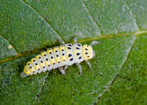 Réf. 148 948 : Halyzia sedecimguttata