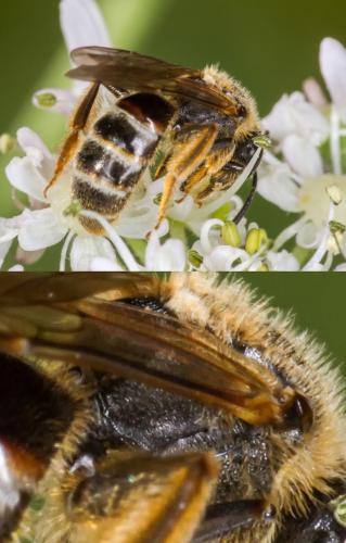 Lasioglossum sp.
