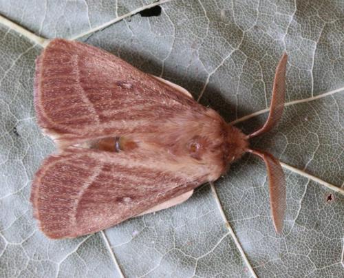 Lasiocampa trifolii