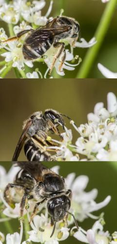 Lasioglossum leucozonium
