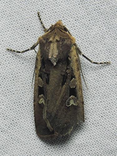Euxoa obelisca