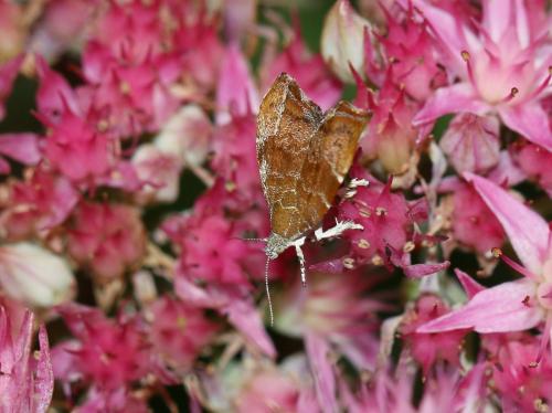Réf. 148 509 : Choreutis nemorana
