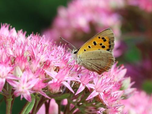 Lycaena phlaeas