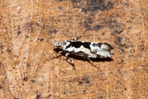 Réf. 148 495 : Ypsolopha sequella