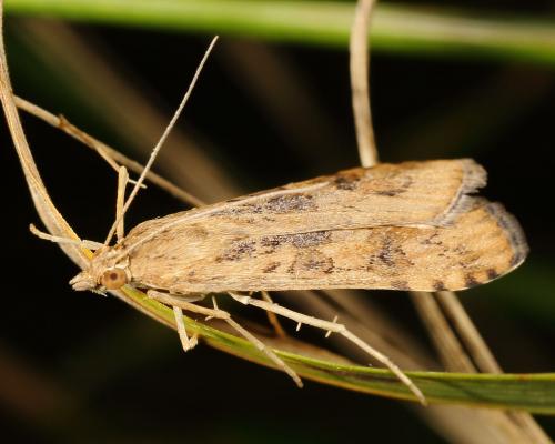Nomophila noctuella