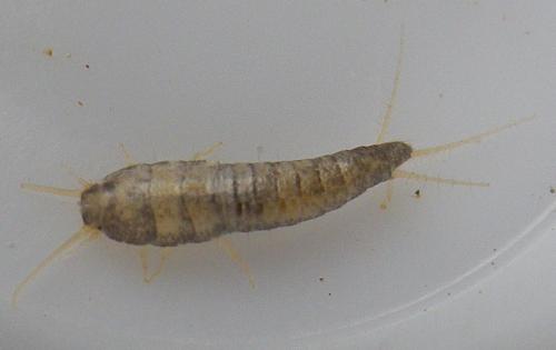 Lepisma saccharina