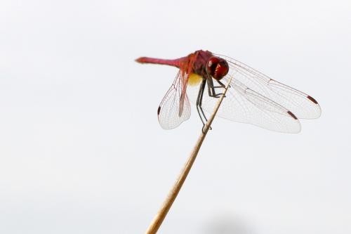 Réf. 148 373 : Trithemis annulata