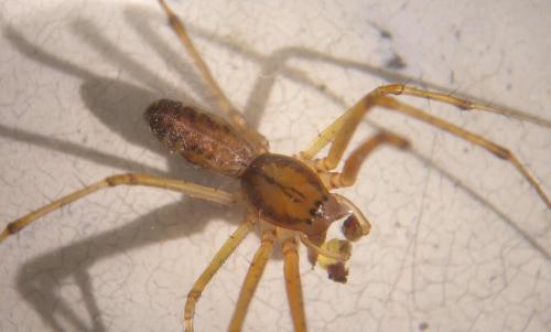 Réf. 148 024 : Linyphia triangularis