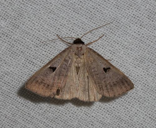 Lygephila sp.