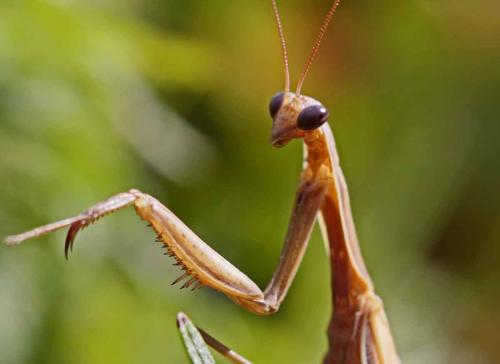 Mantis religiosa