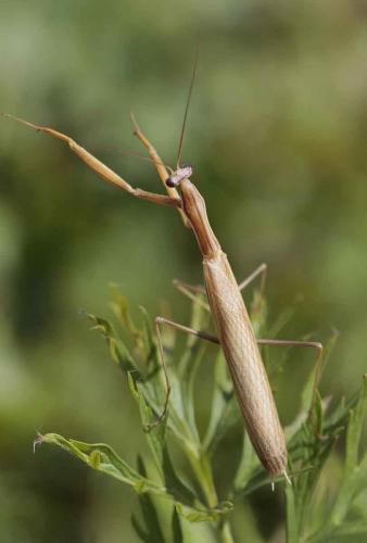 Mantis religiosa