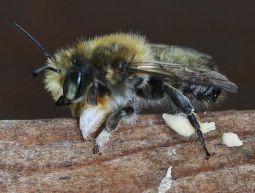 Megachile willughbiella