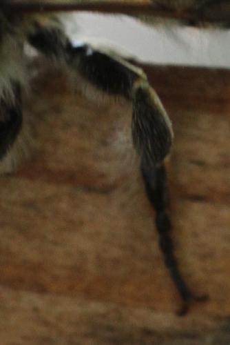 Megachile willughbiella