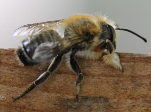 Megachile willughbiella