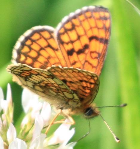 Melitaea parthenoides