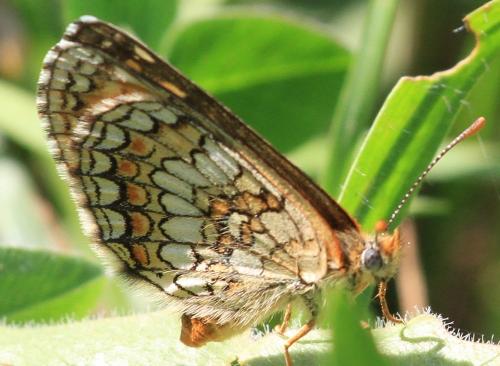 Réf. 148 011 : Melitaea parthenoides