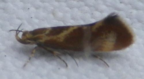 Metalampra sp.