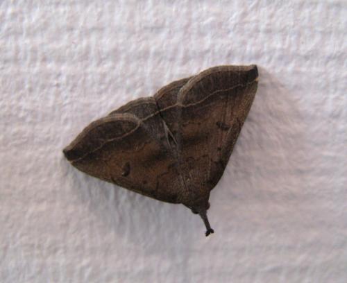 Pechipogo plumigeralis