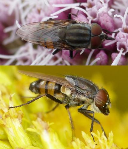 Stomorhina lunata