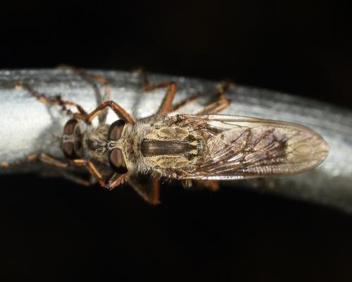 Réf. 148 486 : Machimus sp.