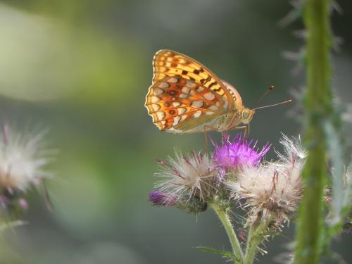 Argynnis adippe