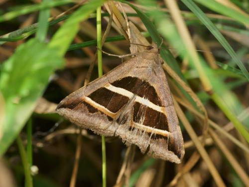 Grammodes bifasciata