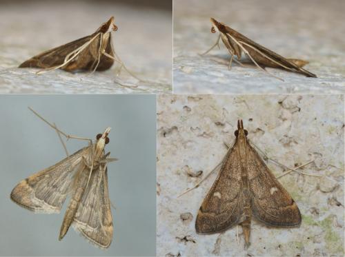 Réf. 148 884 : Dolicharthria punctalis