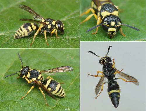 Antepipona sp.