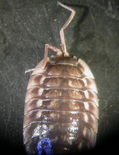 Réf. 148 444 : Oniscus asellus
