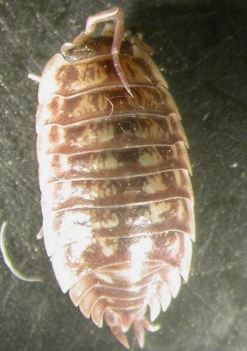Réf. 148 447 : Oniscus asellus