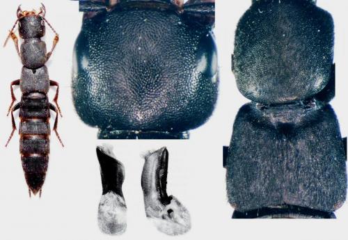 Réf. 148 109 : Ocypus aethiops