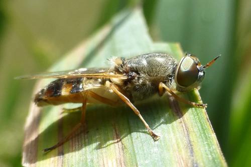 Réf. 148 060 : Odontomyia ornata