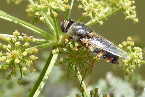 Réf. 148 061 : Odontomyia ornata