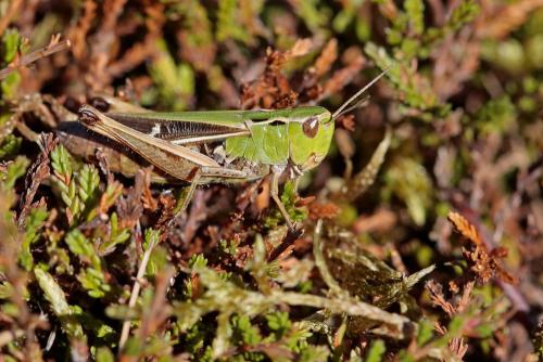 Réf. 148 681 : Stenobothrus lineatus lineatus
