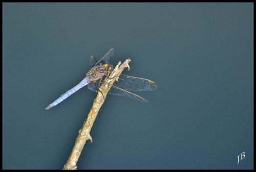 Orthetrum coerulescens