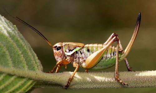 Anonconotus ghiliani