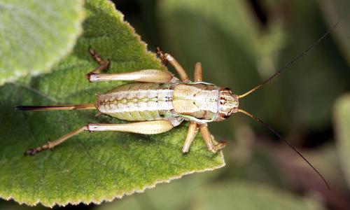 Anonconotus ghiliani
