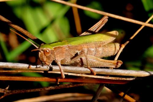 Chorthippus dorsatus dorsatus