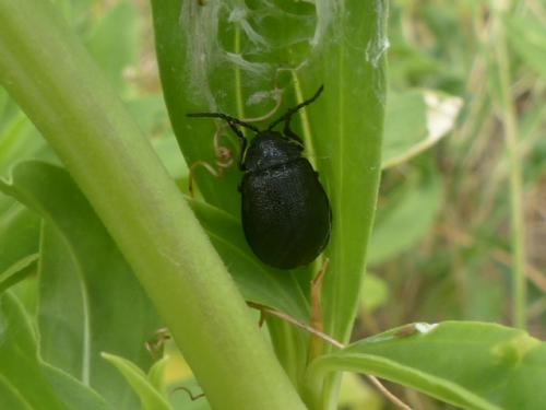 Galeruca sp.
