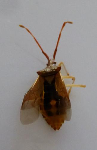 Gonocerus acuteangulatus