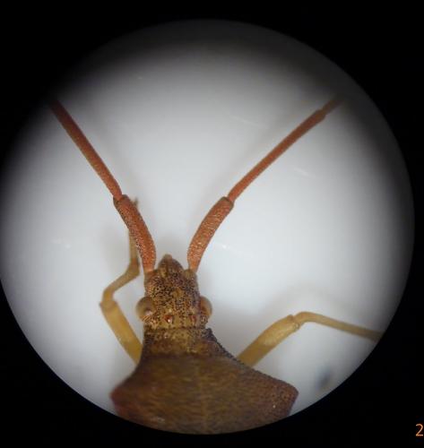 Gonocerus acuteangulatus
