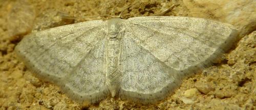Réf. 148 753 : Idaea subsericeata