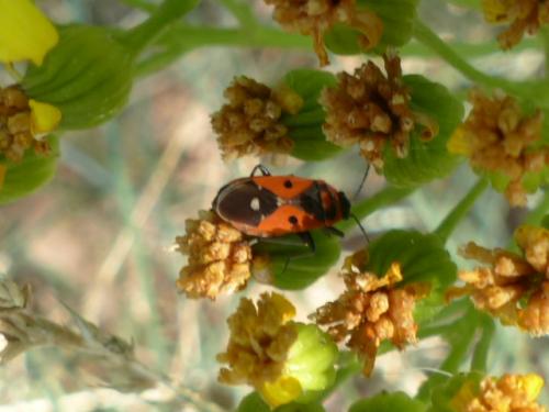 Melanocoryphus albomaculatus