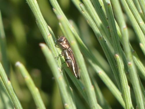 Agrilus sp.