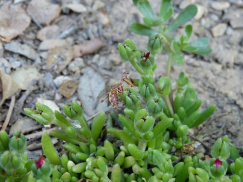 Mantispa styriaca