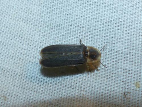 Lampyris noctiluca
