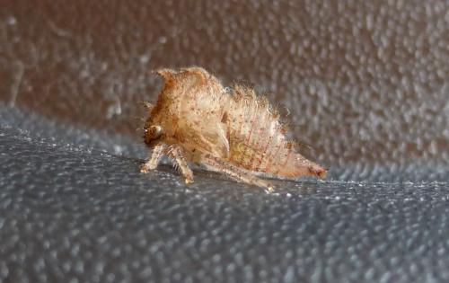 Réf. 148 547 : Stictocephala bisonia