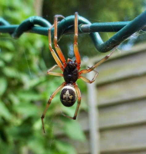 Réf. 148 549 : Steatoda nobilis