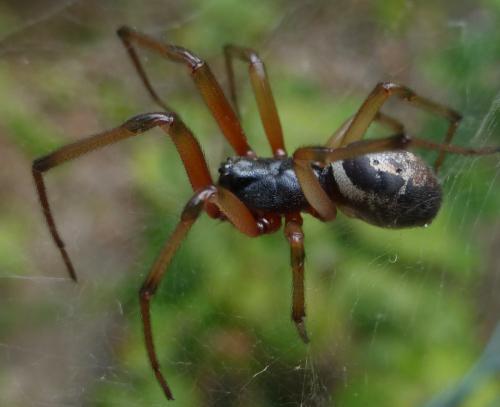 Réf. 148 550 : Steatoda nobilis