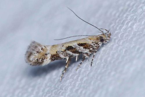 Aristotelia sp.